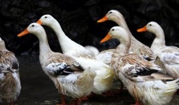 鸭子一族在线观看,在线观看，欢乐鸭界大揭秘